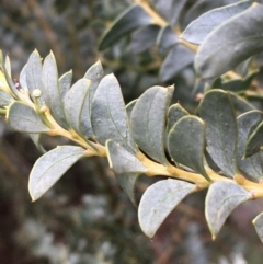 Acacia cultriformis at Fyshwick, ACT - 7 Apr 2020