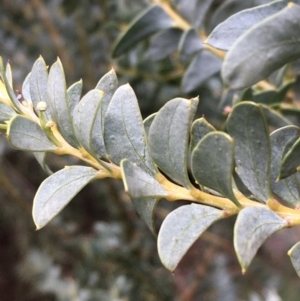 Acacia cultriformis at Fyshwick, ACT - 7 Apr 2020