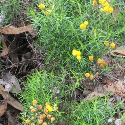 Chrysocephalum semipapposum (Clustered Everlasting) at Majura, ACT - 2 May 2020 by JaneR