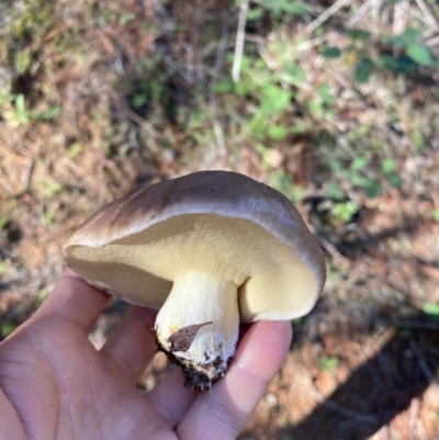 zz bolete at Molonglo Valley, ACT - 27 Apr 2020 by sallyskis