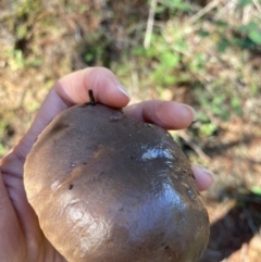 zz bolete at Molonglo Valley, ACT - 27 Apr 2020