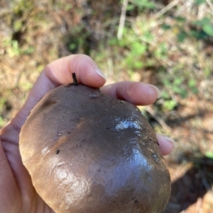 zz bolete at Molonglo Valley, ACT - 27 Apr 2020