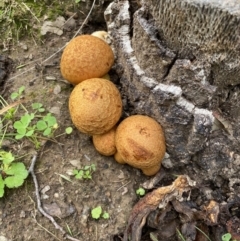 Gymnopilus junonius (Spectacular Rustgill) at National Arboretum Forests - 27 Apr 2020 by sallyskis