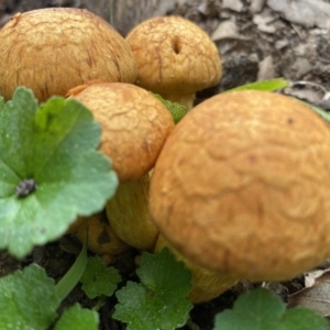 Gymnopilus junonius at Molonglo Valley, ACT - 27 Apr 2020