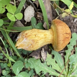 Gymnopilus junonius at Molonglo Valley, ACT - 27 Apr 2020