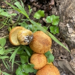 Gymnopilus junonius at Molonglo Valley, ACT - 27 Apr 2020