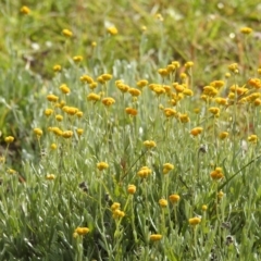 Chrysocephalum apiculatum (Common Everlasting) at McQuoids Hill - 2 May 2020 by HelenCross