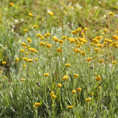 Chrysocephalum apiculatum (Common Everlasting) at Tuggeranong DC, ACT - 2 May 2020 by HelenCross