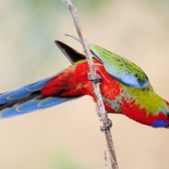 Platycercus elegans (Crimson Rosella) at Stromlo, ACT - 15 Feb 2017 by Harrisi