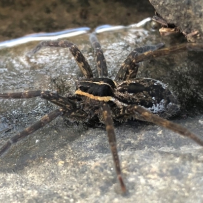Dolomedes sp. (genus) (Fishing spider) at QPRC LGA - 30 Mar 2020 by Whirlwind