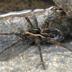 Dolomedes sp. (genus) (Fishing spider) at Sutton, NSW - 30 Mar 2020 by Whirlwind