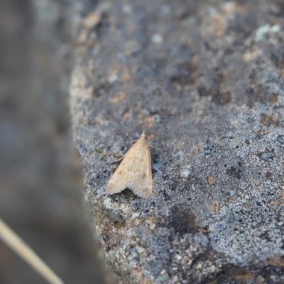Achyra affinitalis (Cotton Web Spinner, Pyraustinae) at Cook, ACT - 24 Mar 2020 by Tammy