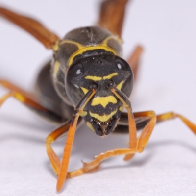 Polistes (Polistes) chinensis (Asian paper wasp) at Evatt, ACT - 18 Nov 2016 by TimL