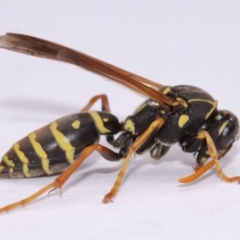 Polistes (Polistes) chinensis at Evatt, ACT - 18 Nov 2016 02:50 PM