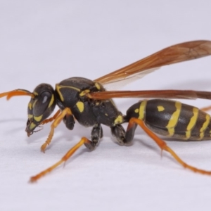 Polistes (Polistes) chinensis at Evatt, ACT - 18 Nov 2016 02:50 PM