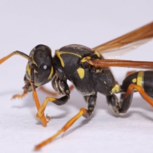 Polistes (Polistes) chinensis at Evatt, ACT - 18 Nov 2016 02:50 PM