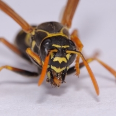 Polistes (Polistes) chinensis at Evatt, ACT - 18 Nov 2016 02:50 PM