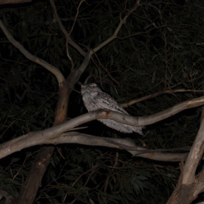 Podargus strigoides (Tawny Frogmouth) at Cotter River, ACT - 2 May 2020 by ChrisHolder