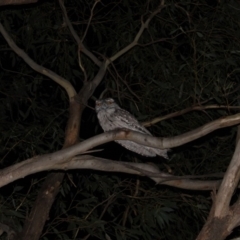 Podargus strigoides (Tawny Frogmouth) at Corin Reservoir - 2 May 2020 by ChrisHolder