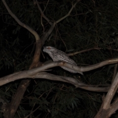 Podargus strigoides at Namadgi National Park - 2 May 2020 08:15 PM