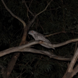 Podargus strigoides at Namadgi National Park - 2 May 2020 08:15 PM