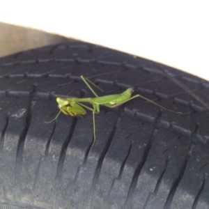 Pseudomantis albofimbriata at Bega, NSW - 3 May 2020