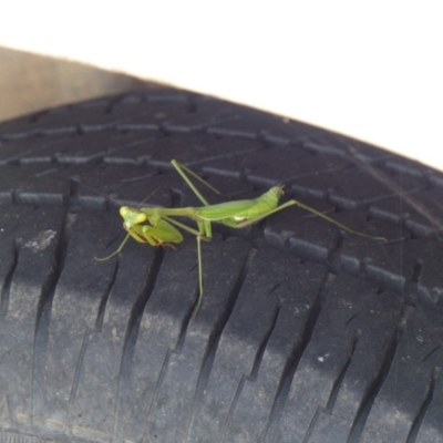 Pseudomantis albofimbriata (False garden mantis) at Bega, NSW - 3 May 2020 by MatthewHiggins