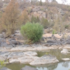 Salix sp. (A Willow) at Paddys River, ACT - 29 Dec 2019 by michaelb