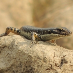 Eulamprus heatwolei (Yellow-bellied Water Skink) at Tuggeranong DC, ACT - 15 Jan 2020 by michaelb