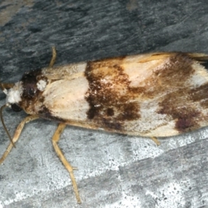 Philenora aspectalella at Rosedale, NSW - 15 Nov 2019