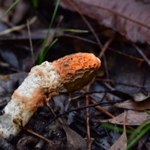 Phallus indusiatus at Tura Beach, NSW - 1 May 2020