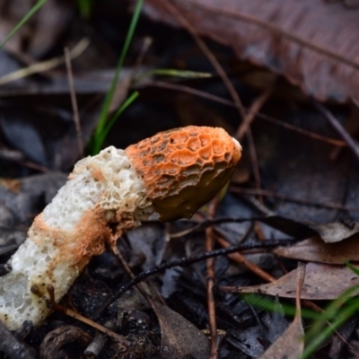 Phallus indusiatus (White Crinoline Stinkhorn) at Tura Beach, NSW - 1 May 2020 by Nature