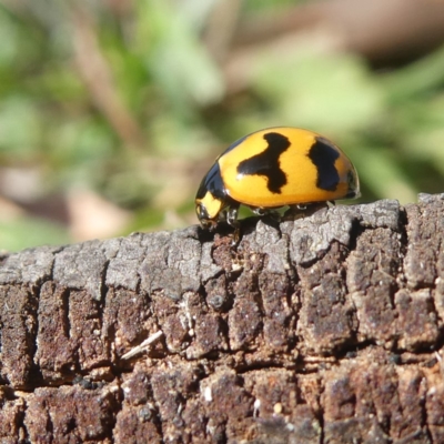 Coccinella transversalis (Transverse Ladybird) at Googong, NSW - 3 May 2020 by Wandiyali