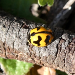 Coccinella transversalis at Googong, NSW - 3 May 2020 10:27 AM