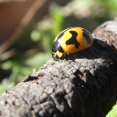 Coccinella transversalis at Googong, NSW - 3 May 2020 10:27 AM