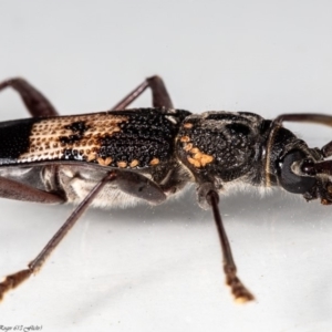 Phoracantha semipunctata at Macgregor, ACT - 3 May 2020