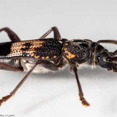 Phoracantha semipunctata (Common Eucalypt Longicorn) at Macgregor, ACT - 3 May 2020 by Roger