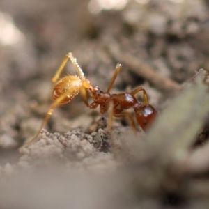 Aphaenogaster longiceps at Quaama, NSW - 3 May 2020