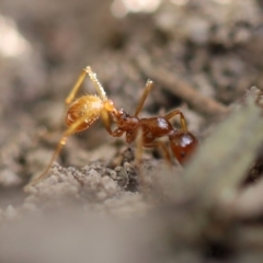 Aphaenogaster longiceps (Funnel ant) at Quaama, NSW - 3 May 2020 by FionaG