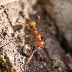 Aphaenogaster longiceps at Quaama, NSW - 3 May 2020