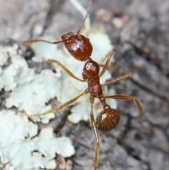 Aphaenogaster longiceps at Quaama, NSW - 3 May 2020