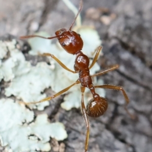 Aphaenogaster longiceps at Quaama, NSW - 3 May 2020 11:21 AM