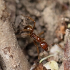 Aphaenogaster longiceps at Quaama, NSW - 3 May 2020 11:21 AM