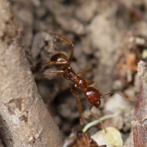 Aphaenogaster longiceps at Quaama, NSW - 3 May 2020 11:21 AM