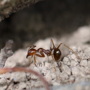 Aphaenogaster longiceps at Quaama, NSW - 3 May 2020