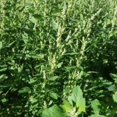 Chenopodium album (Fat Hen) at Symonston, ACT - 3 May 2020 by Mike