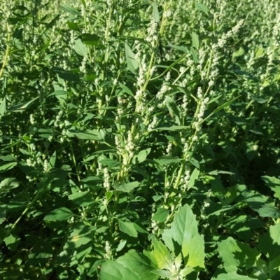 Chenopodium album (Fat Hen) at Symonston, ACT - 3 May 2020 by Mike