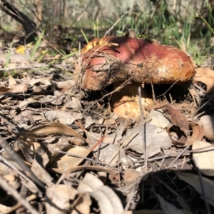 zz bolete at Symonston, ACT - 3 May 2020 11:19 AM