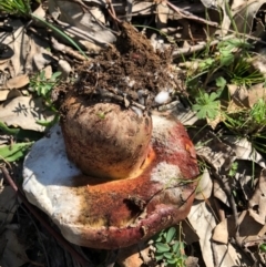 zz bolete at Symonston, ACT - 3 May 2020 11:19 AM