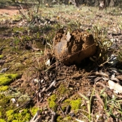 Pisolithus marmoratus (Horse Dung Fungus) at Callum Brae - 3 May 2020 by Ratcliffe